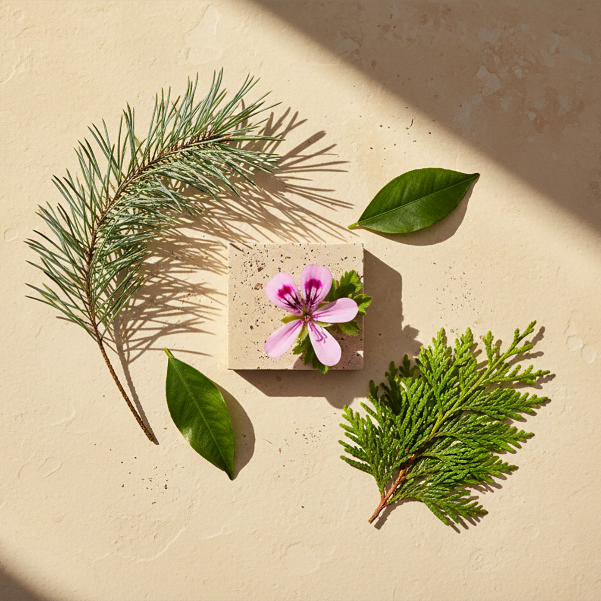 White Pine and Geranium