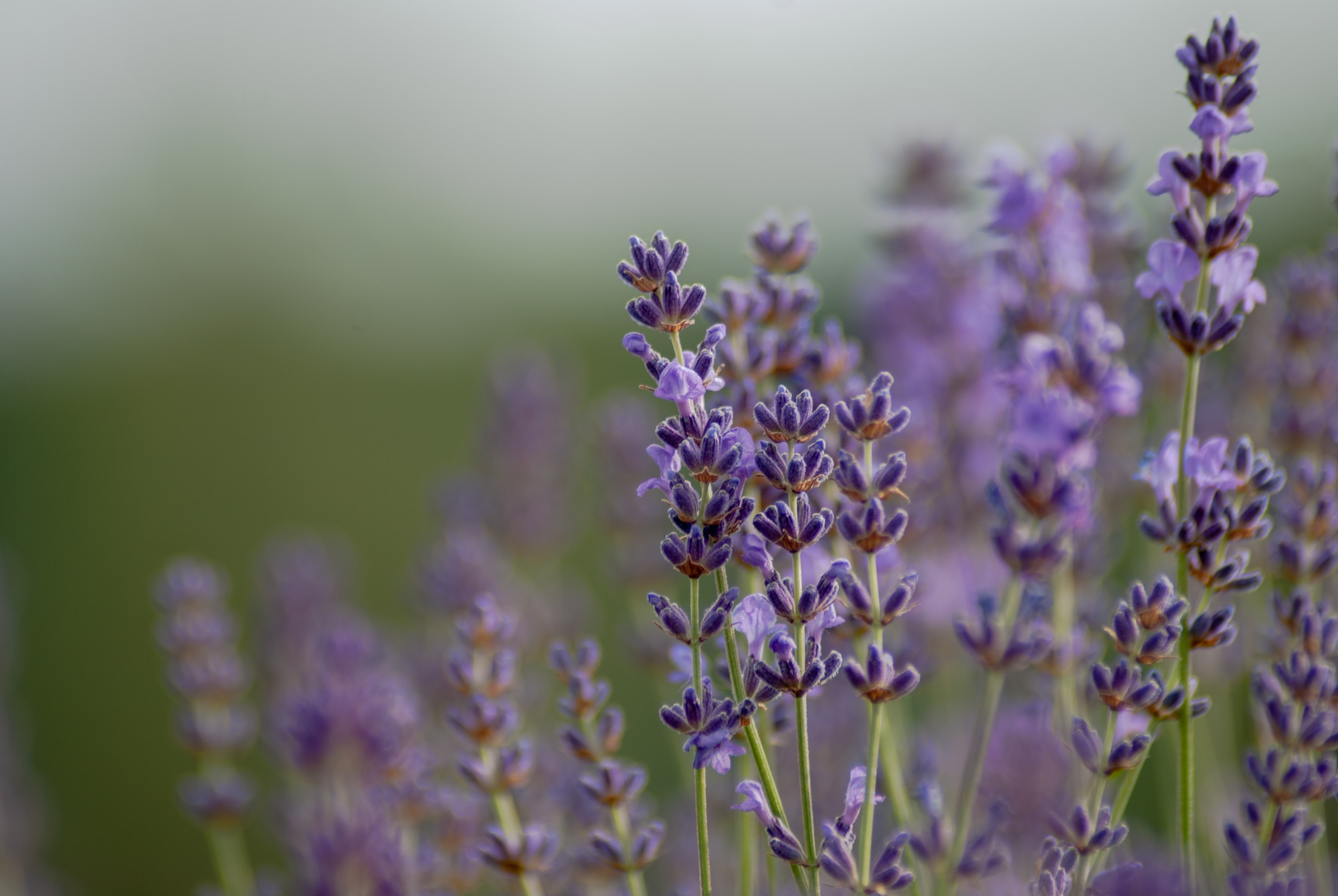 Angelica and Lavender